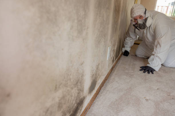 Best Mold Removal for HVAC Installations  in Markesan, WI